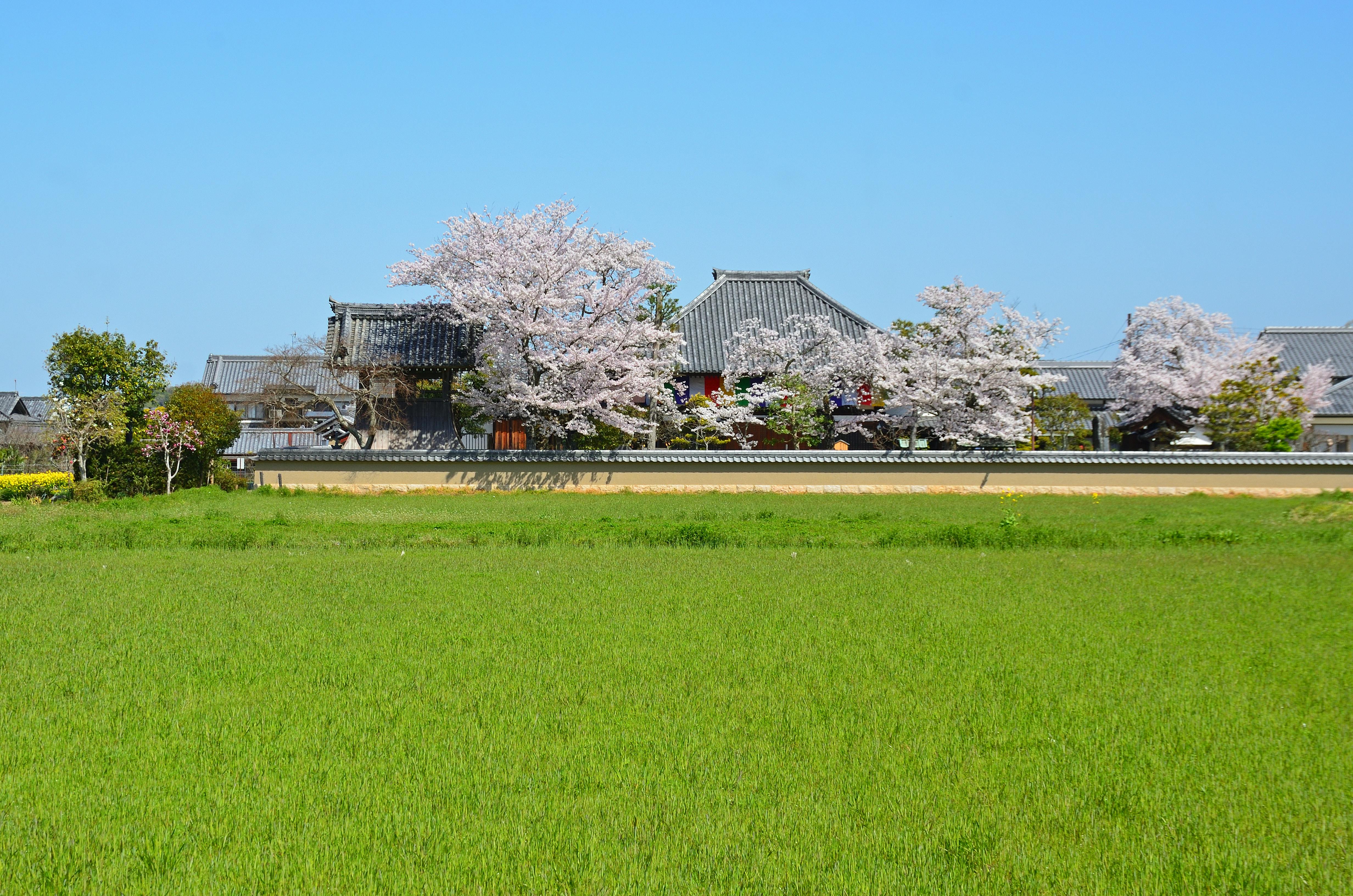 A lush green field stretches out in front of traditional Japanese buildings with tiled roofs and blooming cherry blossom trees under a clear blue sky.