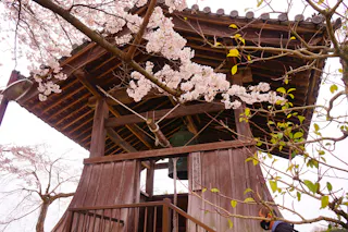 A traditional wooden Japanese bell tower is framed by blooming cherry blossom branches, with pink and white flowers in the foreground and a large bell hanging inside the structure.