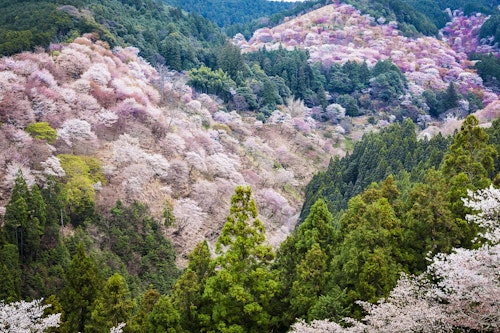 Cherry blossoms on Mount Yoshino