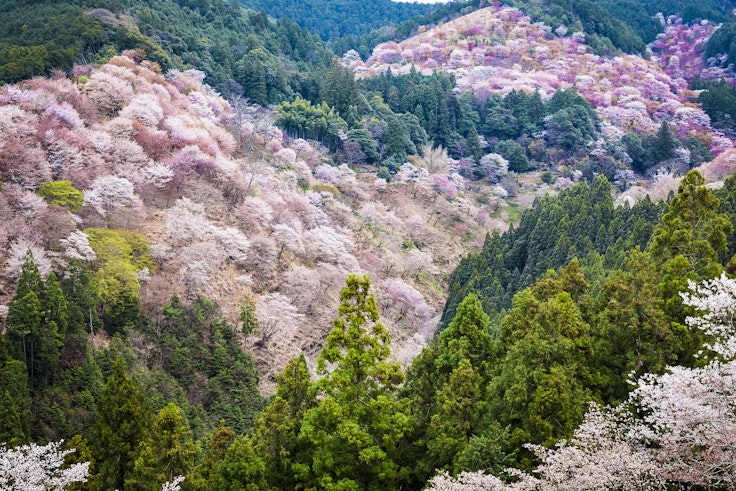 Cherry blossoms on Mount Yoshino