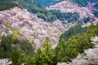 Mountain slopes covered with blooming cherry blossom trees in shades of pink and white, interspersed with green pine trees, creating a colorful and vibrant landscape scene.
