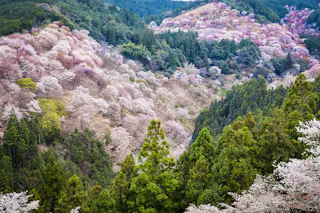 Mountain slopes covered with blooming cherry blossom trees in shades of pink and white, interspersed with green pine trees, creating a colorful and vibrant landscape scene.
