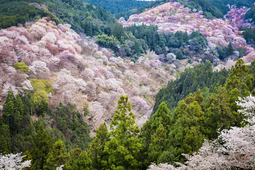 Mountain slopes covered with blooming cherry blossom trees in shades of pink and white, interspersed with green pine trees, creating a colorful and vibrant landscape scene.