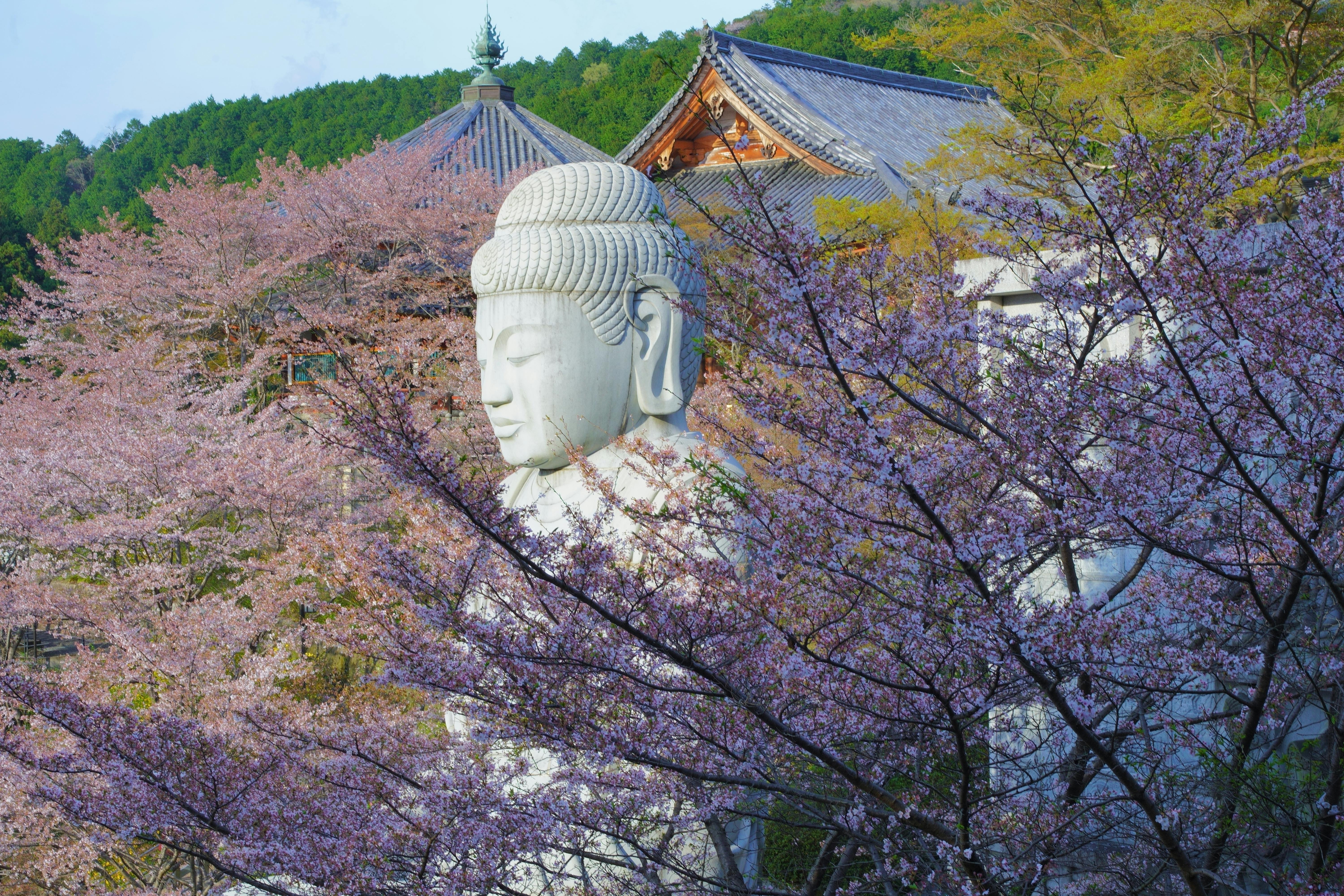 Tsubosakadera Temple