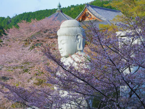 Tsubosakadera Temple Tsubosakadera Temple