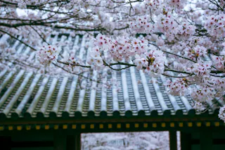 Tsubosakadera Temple
