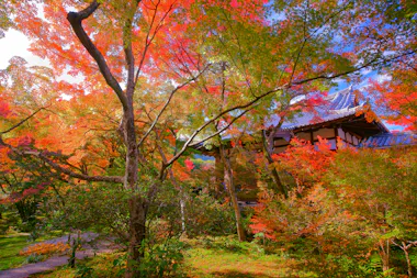 Colorful autumn trees with red, orange, and green leaves surround a traditional Japanese building with a tiled roof, creating a vibrant, picturesque garden scene.
