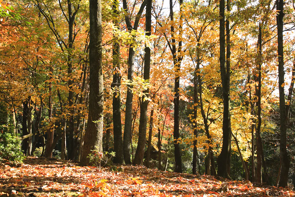 Nara Okuyama Driveway