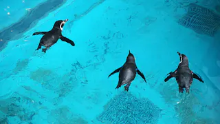 Three penguins are swimming in clear blue water, spread out in different directions, with their wings slightly extended. The pool appears to have some submerged structures or grates visible beneath the surface.