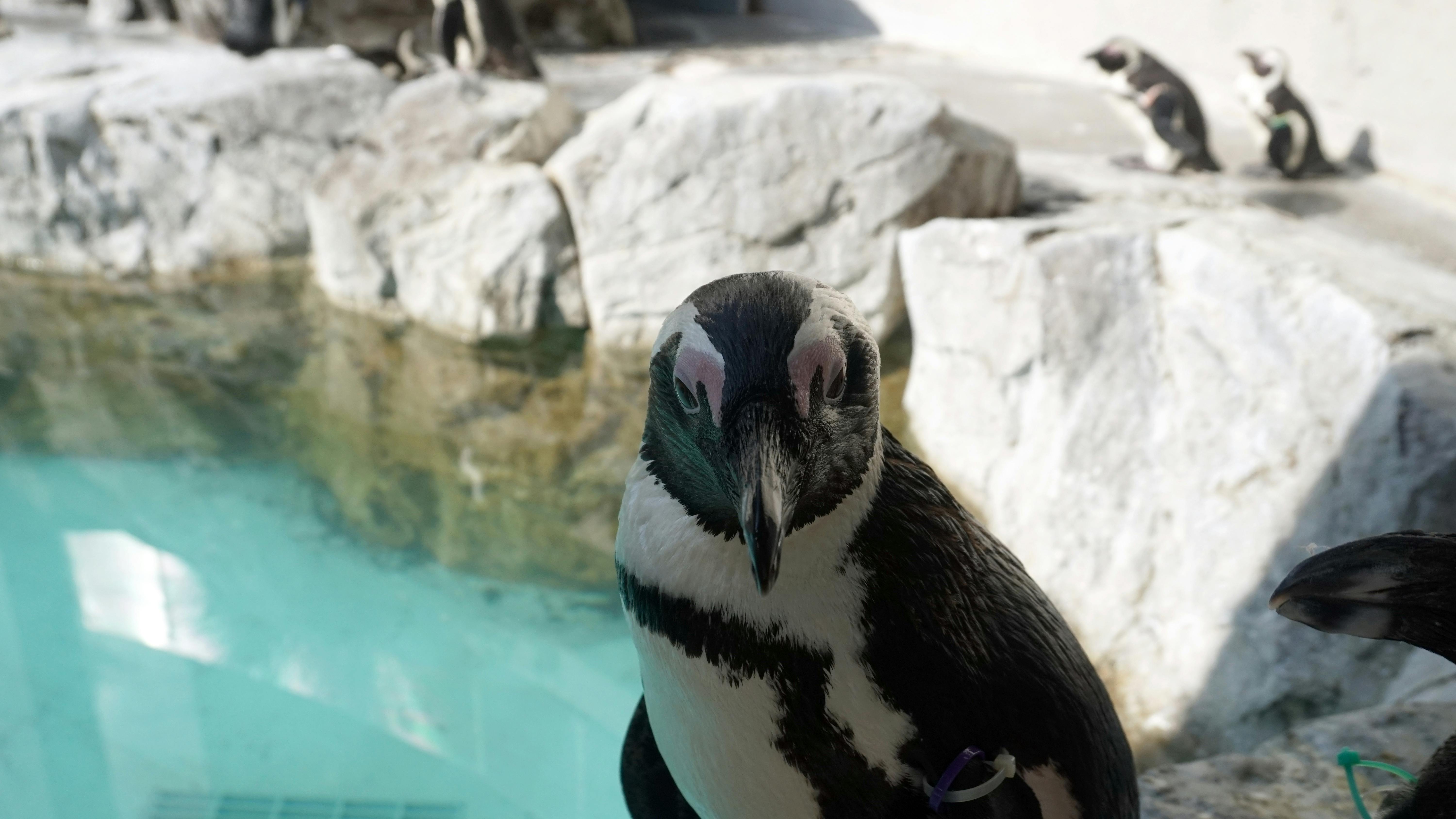 A close-up of a black-and-white penguin standing near the edge of a pool with turquoise water, with rocky surroundings and other penguins visible in the background.