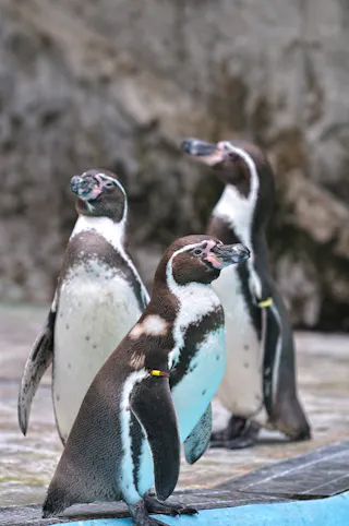 Three penguins with black and white markings stand on a rocky surface. Two are in the background, slightly blurred, while the third is closer to the front, looking upward. All wear colored identification bands on their wings.