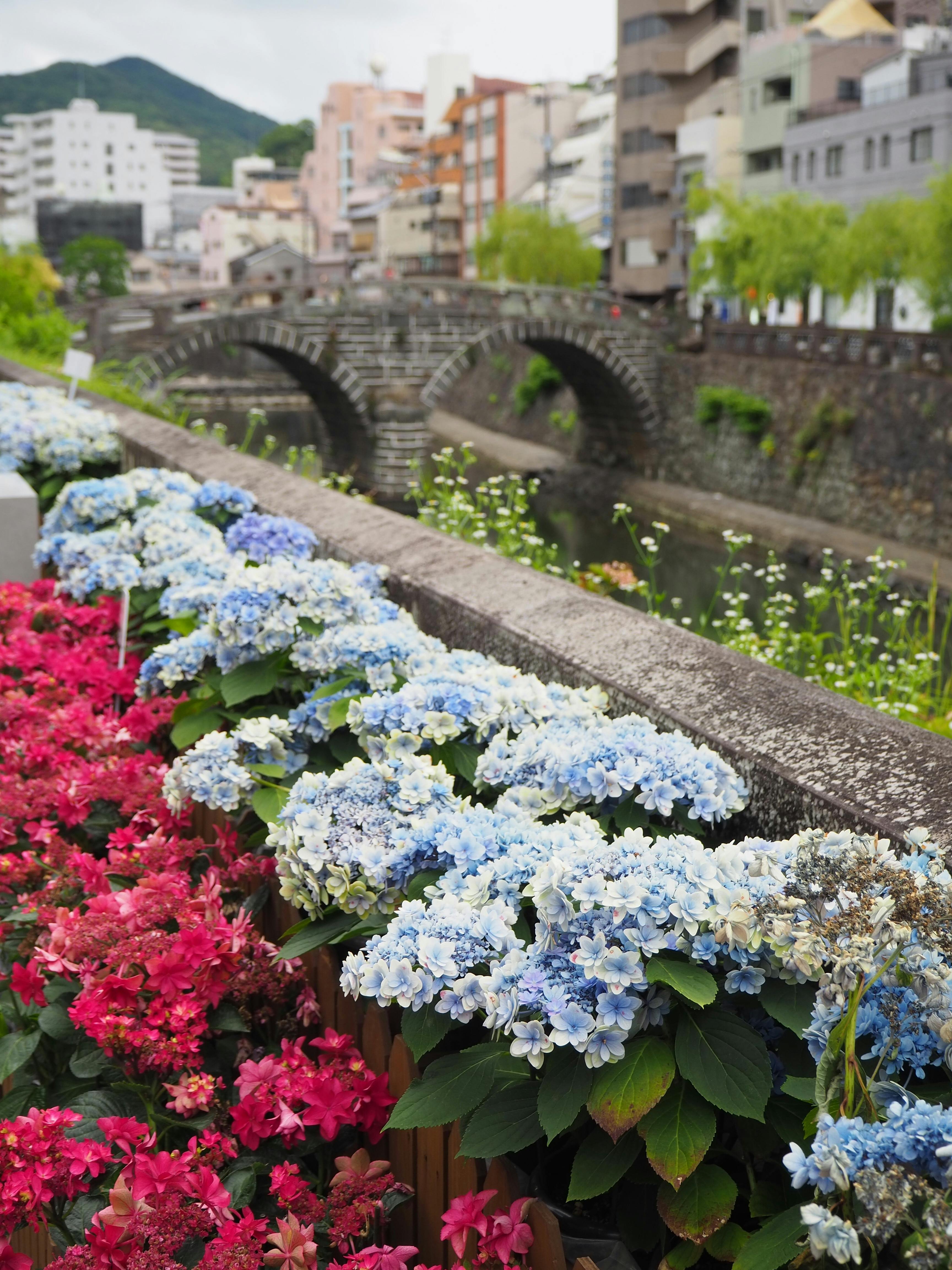 Colorful hydrangeas and pink flowers line a stone wall beside a river, with an arched stone bridge and city buildings in the background, set against a backdrop of green hills.