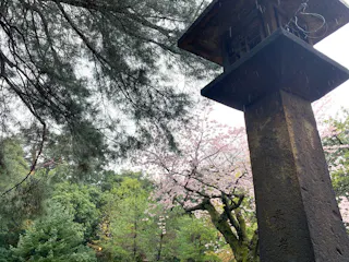 A tall stone lantern stands among lush trees, with branches of pink cherry blossoms visible in the background under an overcast sky.