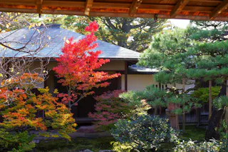 A traditional Japanese garden with vibrant autumn foliage, including a red maple tree, lush greenery, and a wooden building with a tiled roof in the background, seen under the edge of a wooden eave.