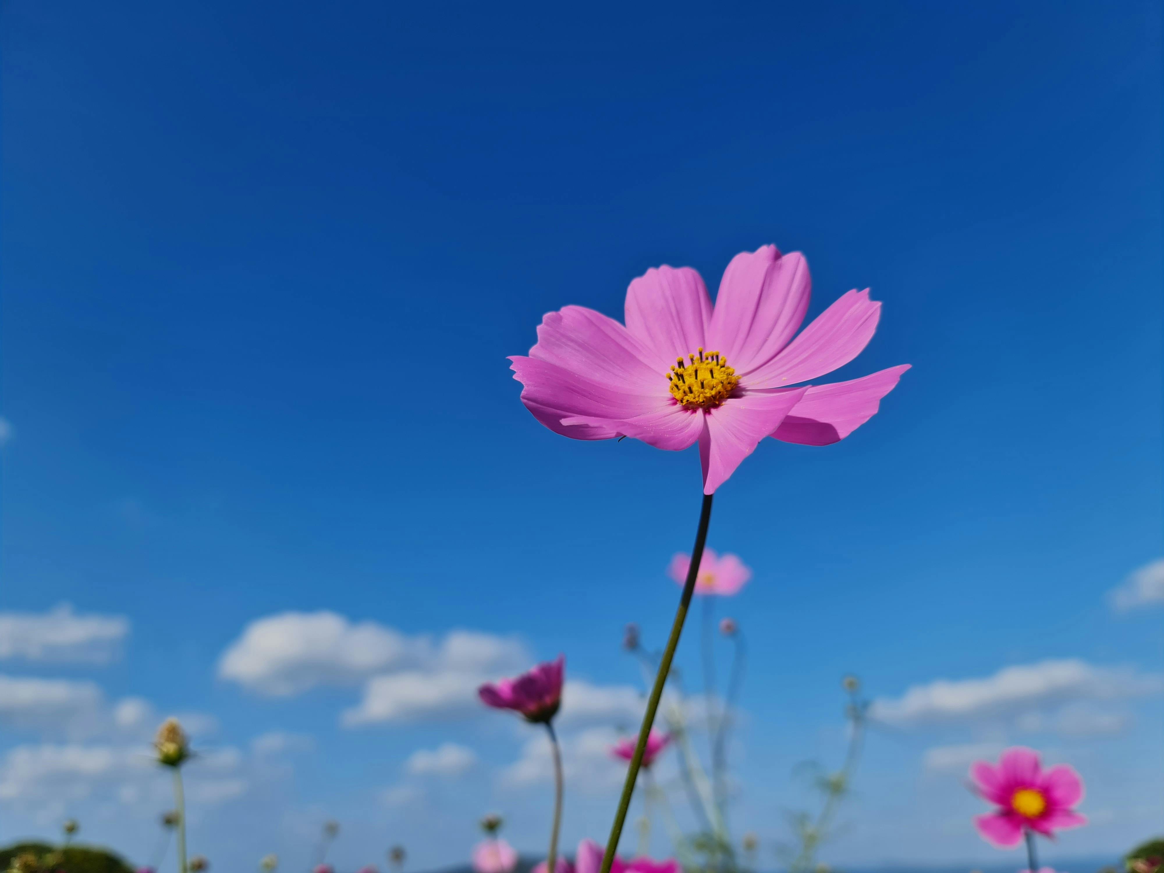 A close-up of a pink flower with a yellow center standing tall against a bright blue sky, scattered with a few white clouds and more pink flowers blurred in the background.