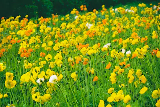 A vibrant field of blooming wildflowers, mostly yellow with some orange and a few white flowers, stretches across the image. Green stems and leaves fill the scene, with a blurred green background.