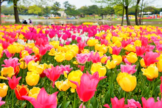 Uminonakamichi Seaside Park