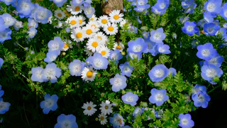 Uminonakamichi Seaside Park