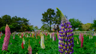 Uminonakamichi Seaside Park