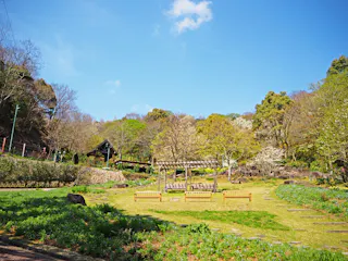 A sunny park with green grass, benches, a wooden pergola, and trees, some with fresh spring leaves and blossoms, under a blue sky with a few white clouds. A small wooden structure is in the background.