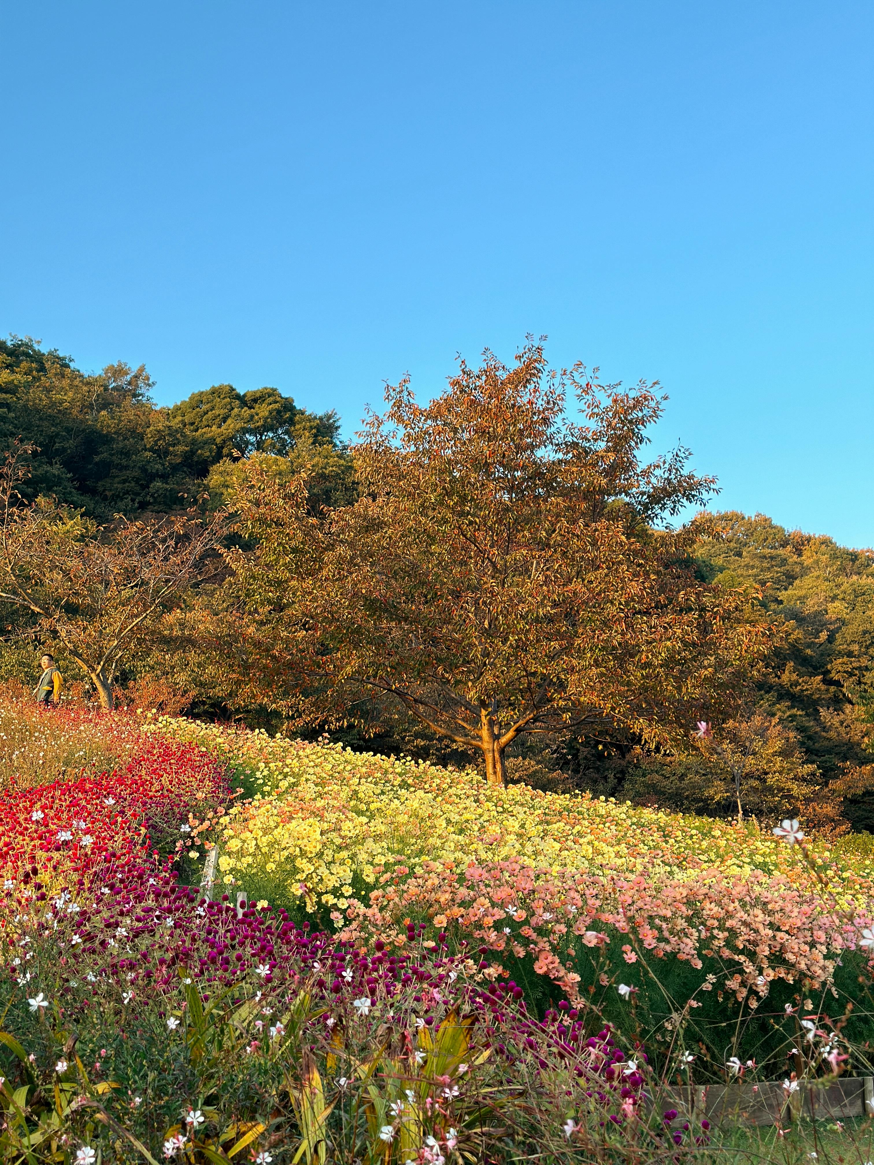A hillside garden covered with colorful blooming flowers in red, yellow, and pink, with a tree in the center and green trees in the background under a clear blue sky.