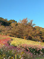 A hillside garden covered with colorful blooming flowers in red, yellow, and pink, with a tree in the center and green trees in the background under a clear blue sky.