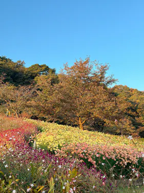 A hillside garden covered with colorful blooming flowers in red, yellow, and pink, with a tree in the center and green trees in the background under a clear blue sky.