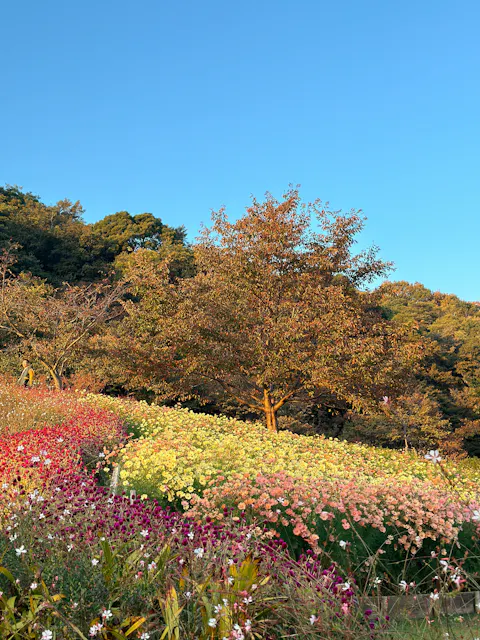 A hillside garden covered with colorful blooming flowers in red, yellow, and pink, with a tree in the center and green trees in the background under a clear blue sky.