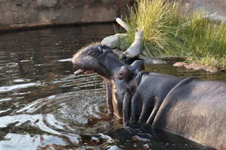 A hippopotamus partially submerged in water with its mouth open wide; tall grass and rocks are visible in the background.