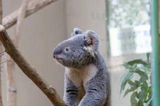 A koala with thick gray fur and large ears sits on a tree branch indoors, looking to the left. Some green leaves and blurred background elements are visible.