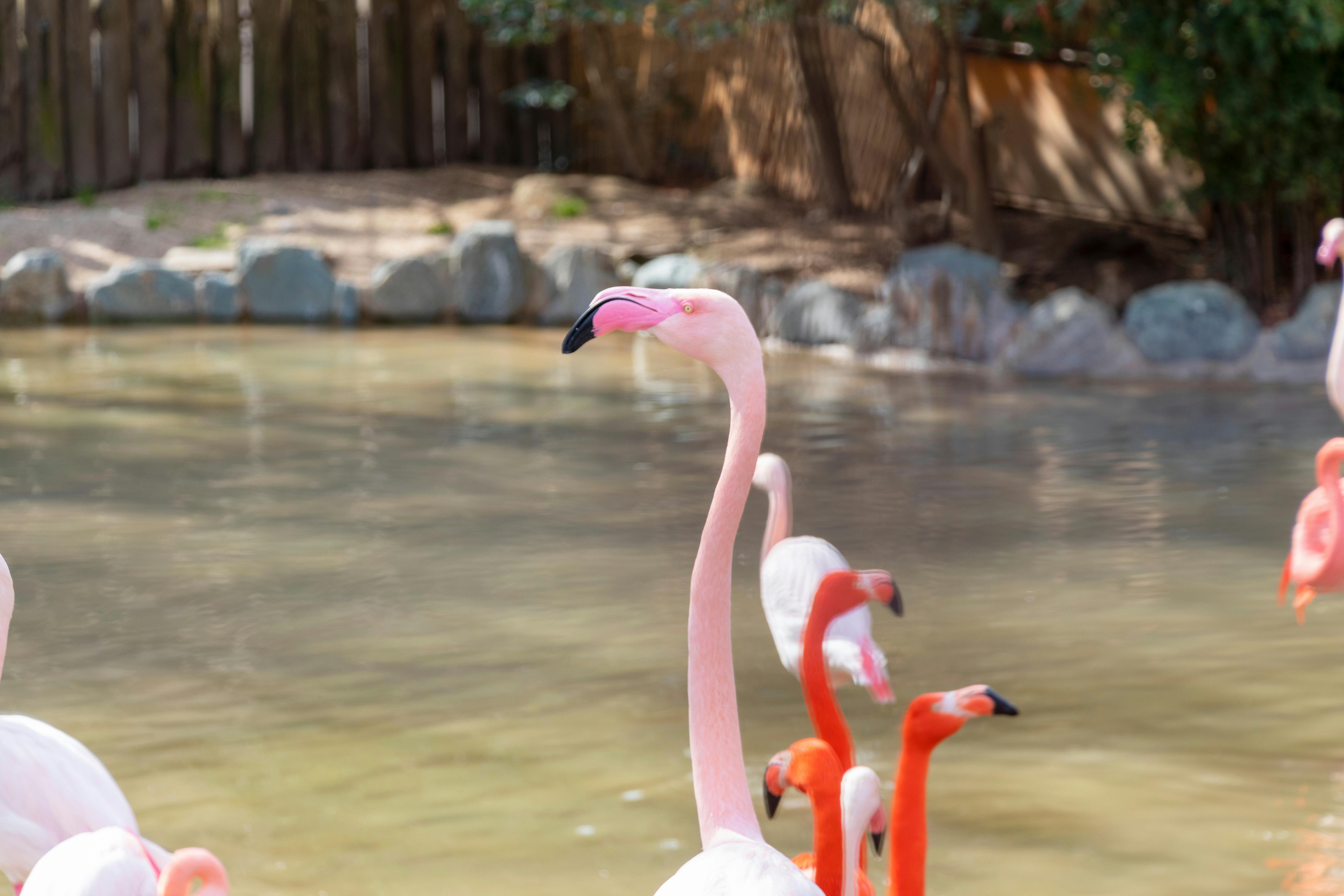 A group of flamingos, including a pale pink one in the foreground, stand and wade in shallow water near a rocky, fenced enclosure with trees in the background.