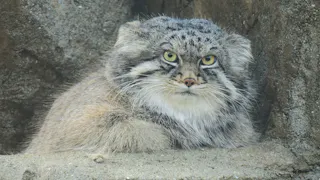A fluffy Pallas’s cat with thick gray fur and yellow eyes lies on a rocky surface, blending in with the stone background.