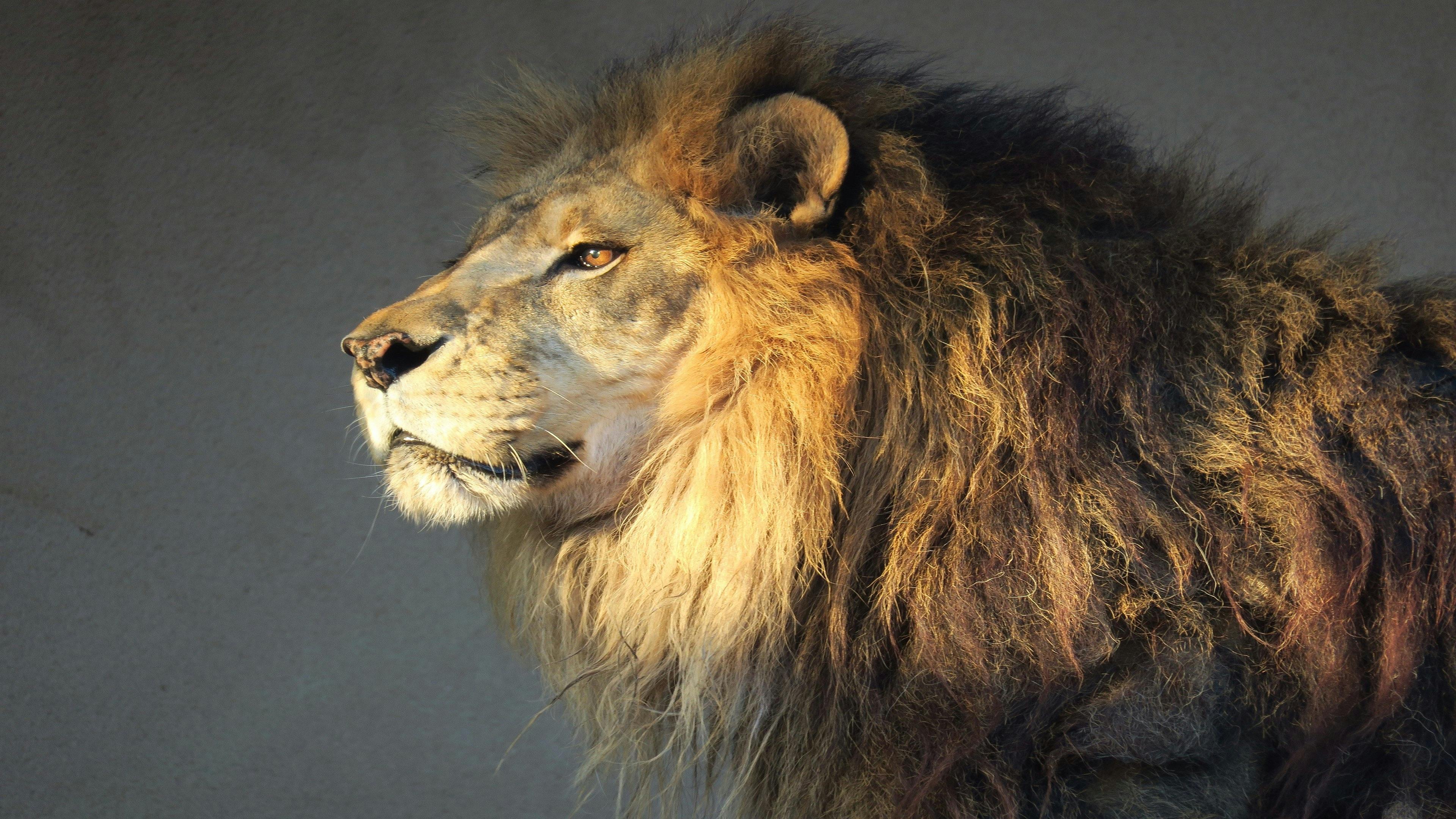 A close-up side view of a lion with a thick, golden-brown mane, looking attentively to the left against a plain, neutral background.