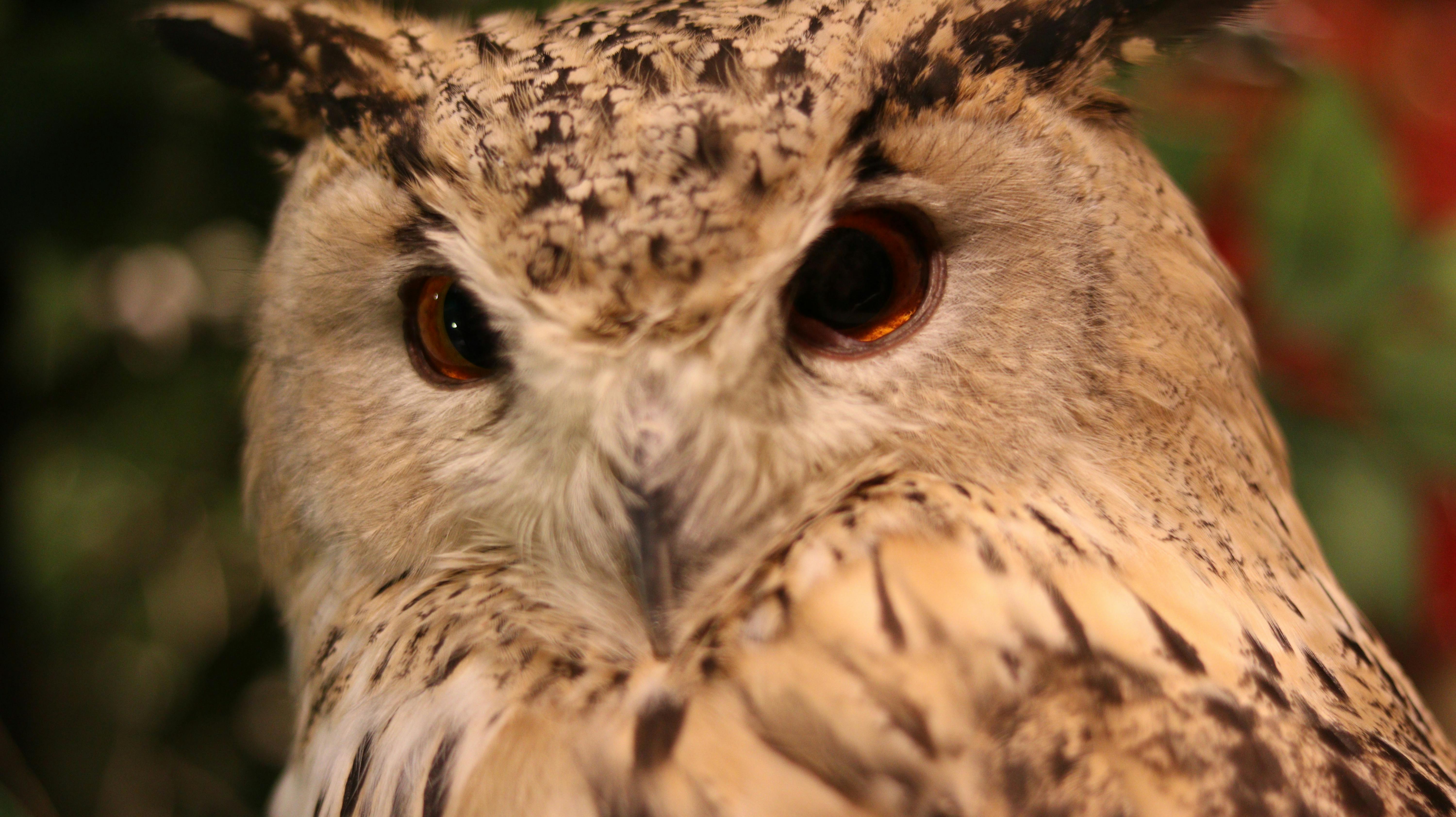 Kobe Animal Kingdom - Trip To Japan