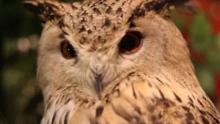 Close-up of an owl’s face, showing its large, round, orange-brown eyes, speckled light and dark feathers, and pointed beak. The background is blurred with hints of green and red.