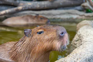 A close-up of a capybara partially submerged in water, with another capybara in the blurry background. The animal’s wet fur and snout are clearly visible.