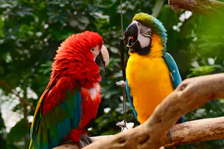 Two colorful parrots perch on a branch; one is mainly red with green and blue wings, the other is bright yellow with blue wings and a green head. Green foliage is blurred in the background.