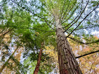 Tall trees with textured bark and wide branches reach toward the sky, viewed from below. Sunlight filters through the green and yellow leaves, creating a vibrant canopy overhead.