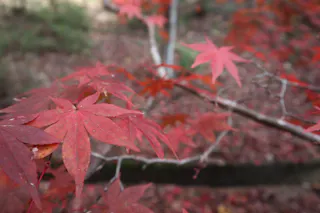 Close-up of vibrant red maple leaves on a tree branch, with a soft-focus background of more red leaves and greenery, capturing the essence of autumn.