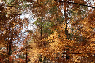 Sunlight filters through dense autumn foliage. The trees are covered in orange and brown leaves, creating a warm, vibrant scene. Some patches of green leaves are still visible among the branches.