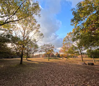 A park scene in autumn with trees shedding leaves, a carpet of fallen leaves on the ground, and a partly cloudy blue sky. Sunlight filters through the branches, casting soft light across the open grassy area.