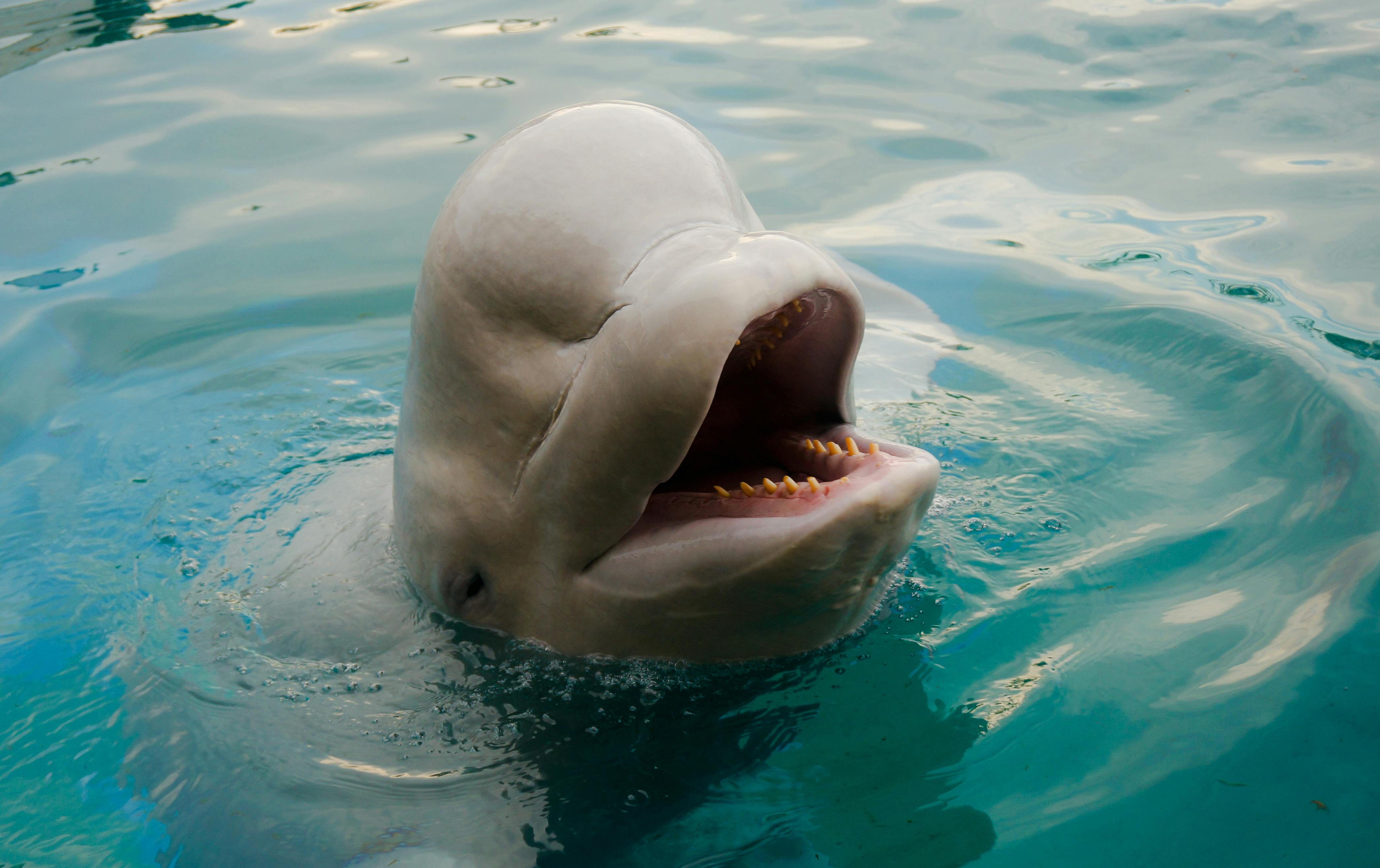 Yokohama Hakkeijima Sea Paradise