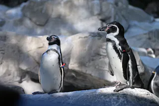 Yokohama Zoological Gardens “Zoorasia”