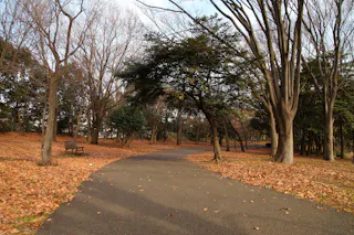 A paved path curves through a park with tall trees, many of which have lost their leaves. The ground is covered in fallen leaves, and a wooden bench sits to the left of the path. The sky is partly cloudy.