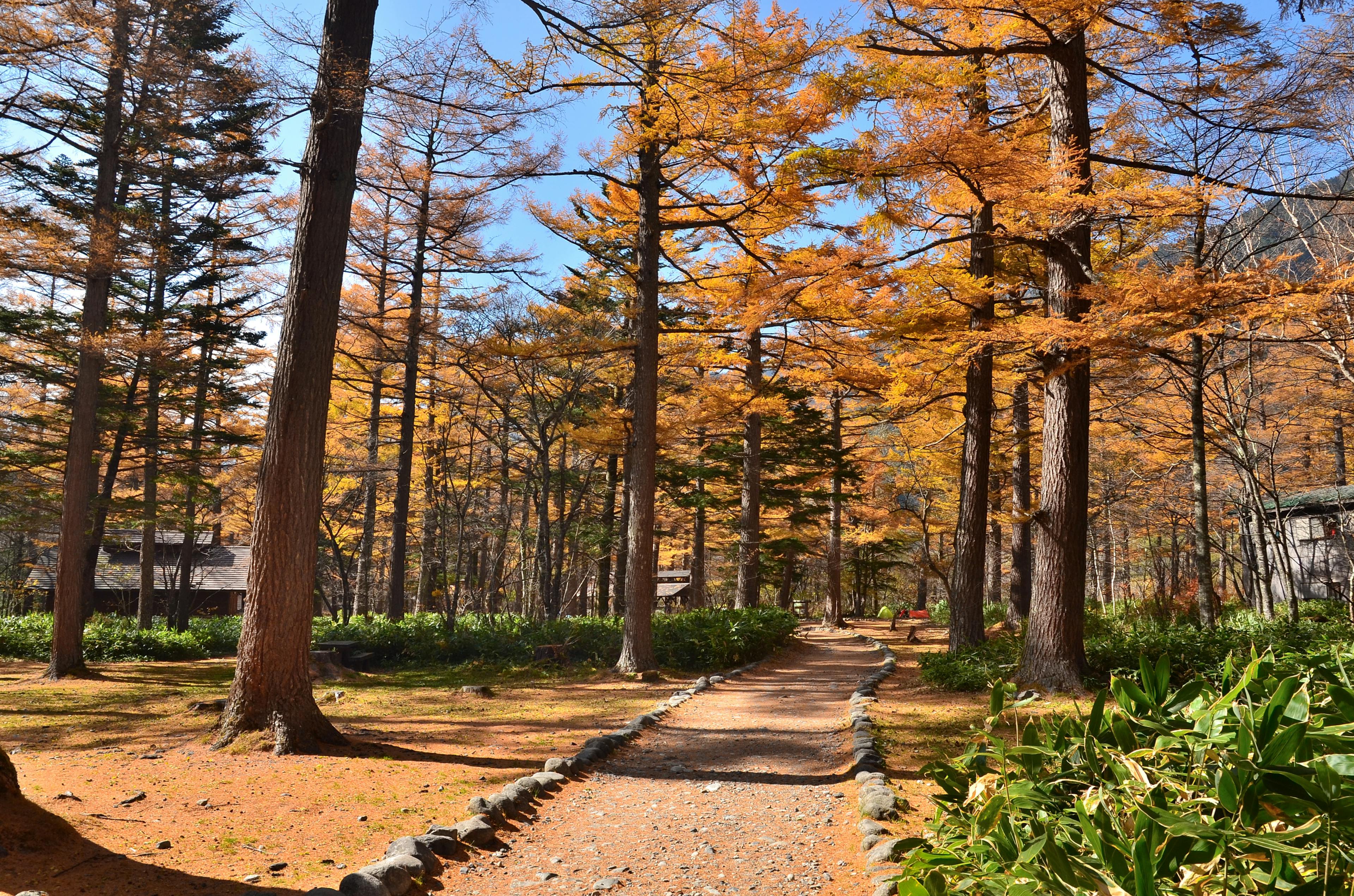 A sunlit path winds through a forest of tall trees with golden autumn leaves, surrounded by green bushes and fallen foliage, beneath a clear blue sky.