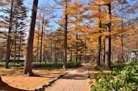 A sunlit path winds through a forest of tall trees with golden autumn leaves, surrounded by green bushes and fallen foliage, beneath a clear blue sky.