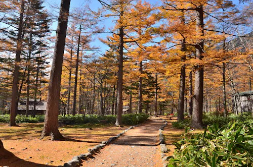A sunlit path winds through a forest of tall trees with golden autumn leaves, surrounded by green bushes and fallen foliage, beneath a clear blue sky.
