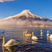 Lake Yamanaka Swans gracefully swim on a serene lake with mist rising above the water. In the background, a snow-capped mountain stands majestically under a clear blue sky. The scene is tranquil and picturesque.