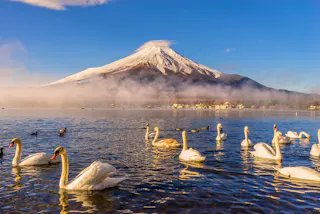Swans gracefully swim on a serene lake with mist rising above the water. In the background, a snow-capped mountain stands majestically under a clear blue sky. The scene is tranquil and picturesque.