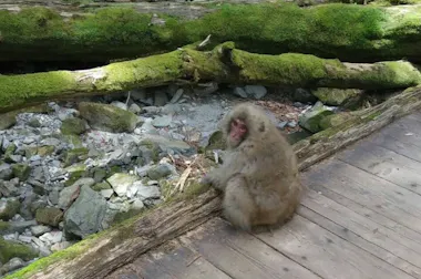 Shinhotaka and Kamikochi Tour